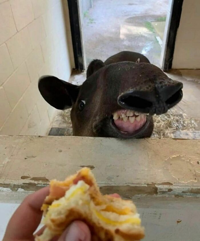 Funny-The-Snuggle-Is-Real-Pics