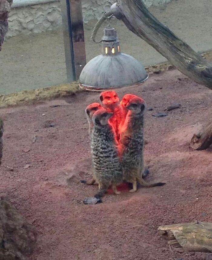 50 Times People Spotted Animals Doing Their Usual Stuff And Just Had To Take Pics (New Pics)