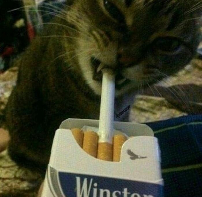 Funny-The-Snuggle-Is-Real-Pics