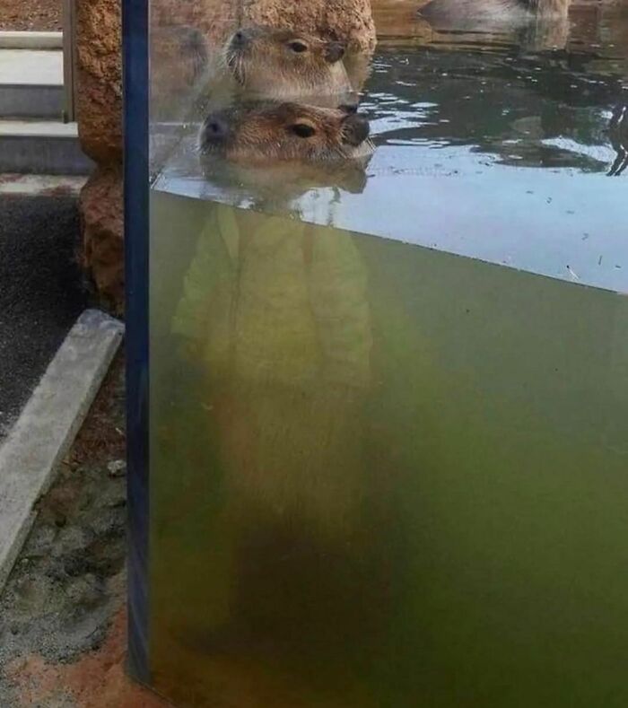 50 Times People Spotted Animals Doing Their Usual Stuff And Just Had To Take Pics (New Pics)