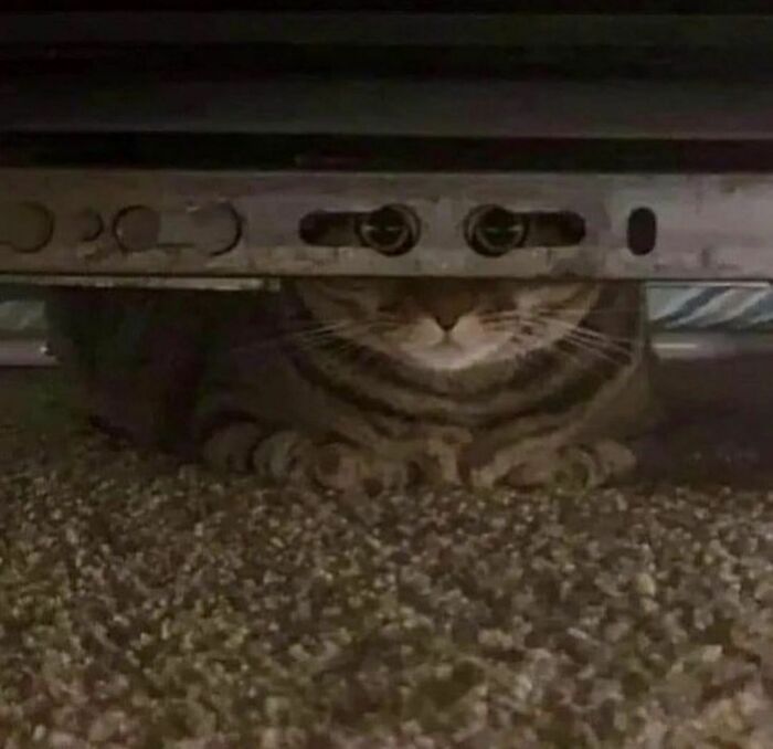 50 Times People Spotted Animals Doing Their Usual Stuff And Just Had To Take Pics (New Pics)