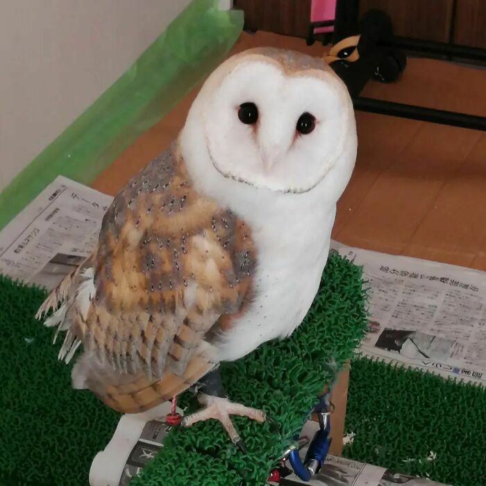 Face Surprised By The Sound Of The Printer