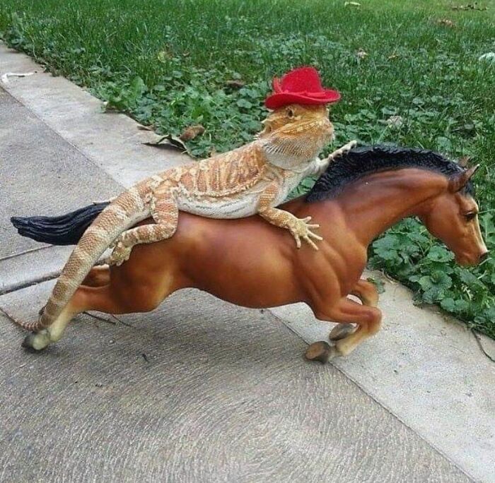 Funny-The-Snuggle-Is-Real-Pics