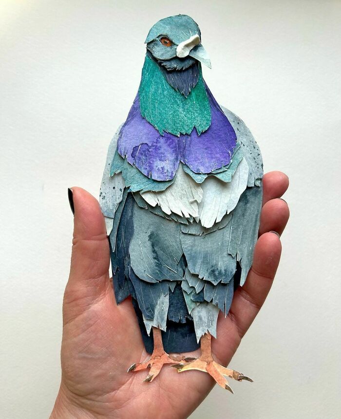 Bonjour “Pierre” Pierre Is My First Pigeon In My New Series “Dove Love”