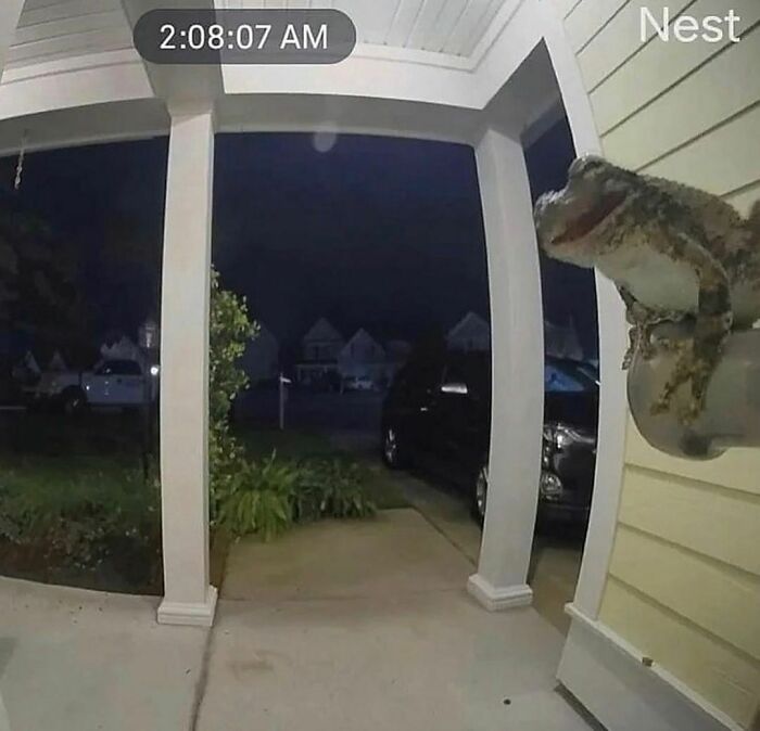 50 Times People Spotted Animals Doing Their Usual Stuff And Just Had To Take Pics (New Pics)