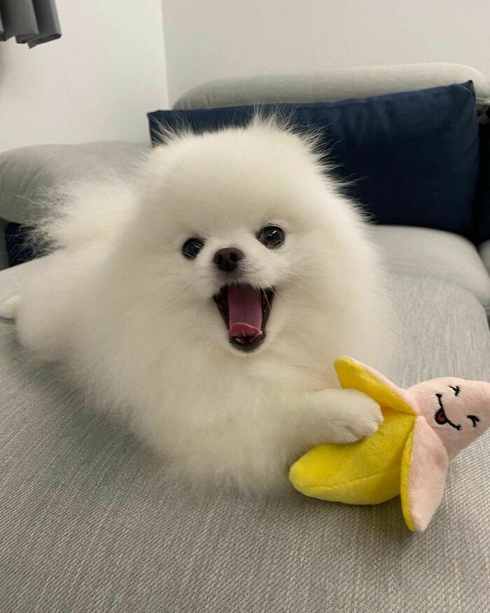 Banana Series Of Yoshi