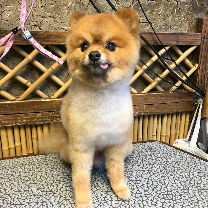 Cute Pomeranian Dog