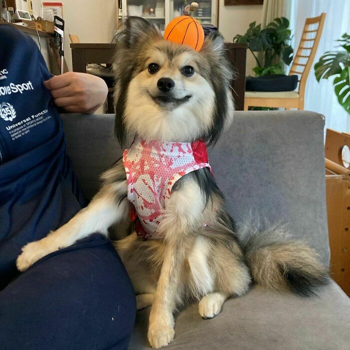 I'm Not A Mandarin. I'm Not A Kagamimochi, I'm A Wan Of The Basketball Team. I Can Even Dribble!