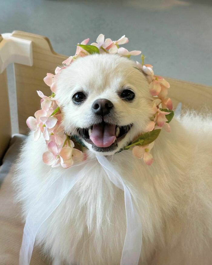 International Puppy Day