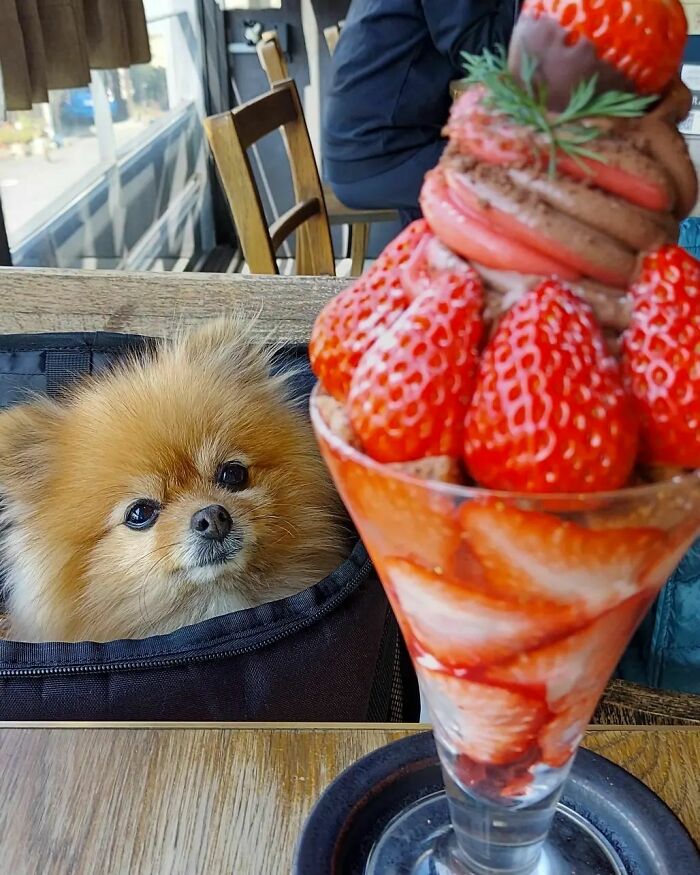 Strawberry Lover Azuki