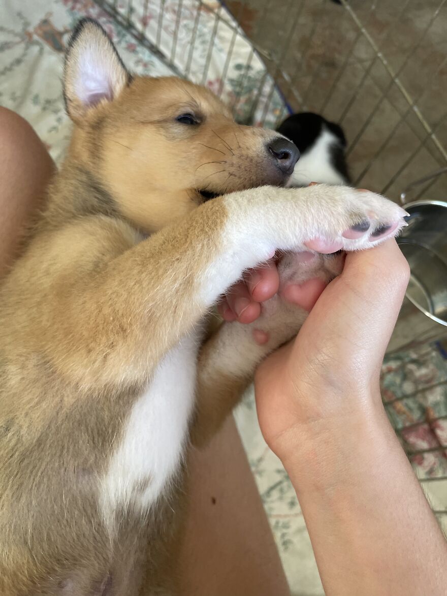 Hey Pandas! Here Are Some Photos Of My Summer Last Year On A Farm!