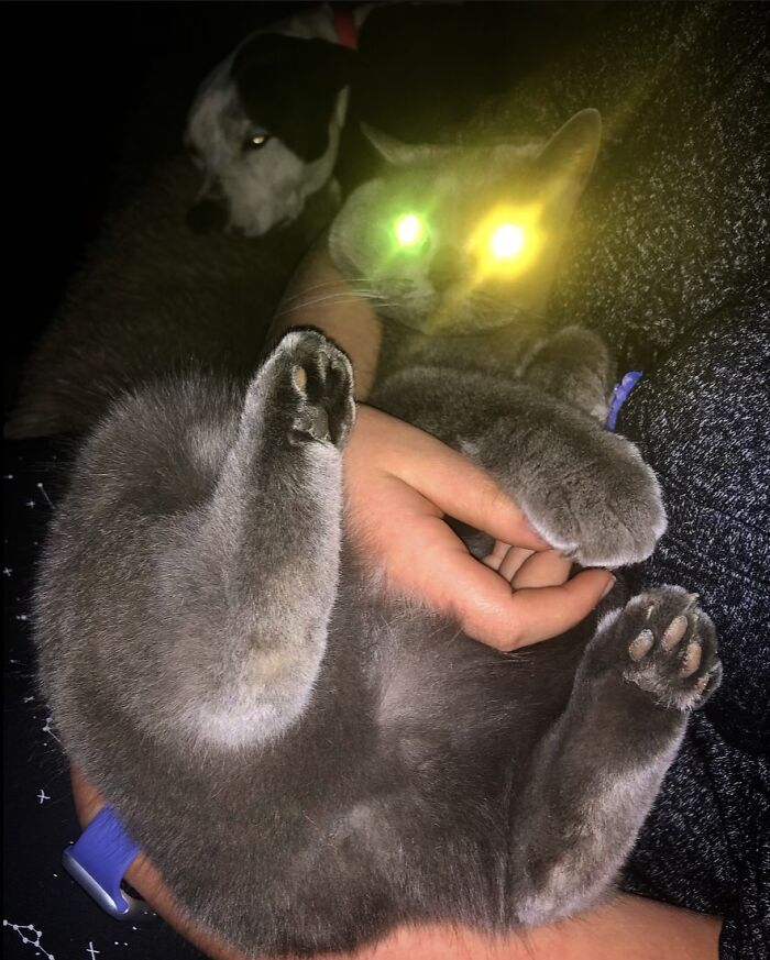 These Little Weirdos. Moppet The Cat And Jewell The Pitty