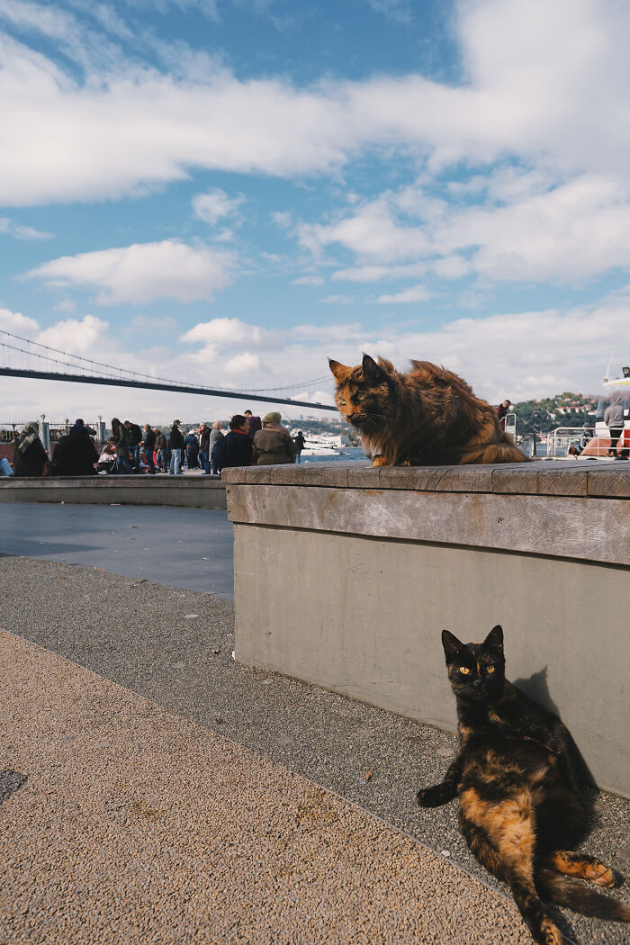 I Have Traveled To 33 Countries Together With My Maine Coon Cat, See The Highlights Of Our Journey To Turkey And Georgia I Have Traveled To 33 Countries Together With My Maine Coon Cat, See The Highlights Of Our Journey To Turkey And Georgia