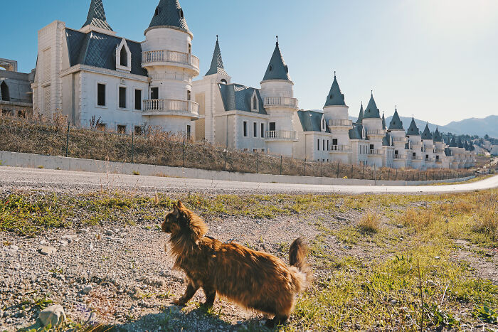 I Have Traveled To 33 Countries Together With My Maine Coon Cat, See The Highlights Of Our Journey To Turkey And Georgia I Have Traveled To 33 Countries Together With My Maine Coon Cat, See The Highlights Of Our Journey To Turkey And Georgia