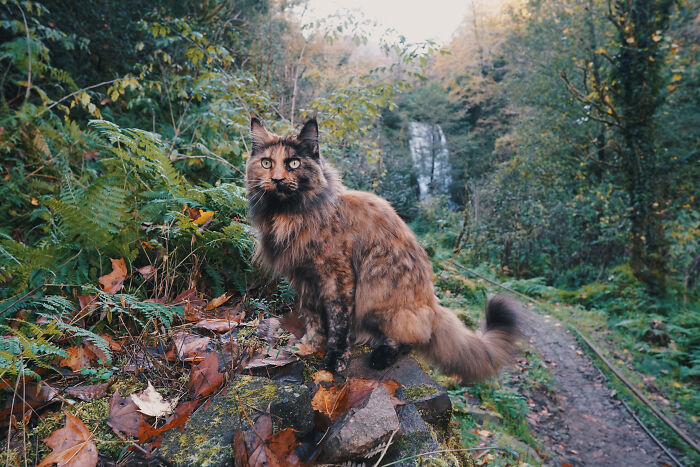 I Have Traveled To 33 Countries Together With My Maine Coon Cat, See The Highlights Of Our Journey To Turkey And Georgia I Have Traveled To 33 Countries Together With My Maine Coon Cat, See The Highlights Of Our Journey To Turkey And Georgia