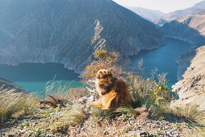 I Have Traveled To 33 Countries Together With My Maine Coon Cat, See The Highlights Of Our Journey To Turkey And Georgia I Have Traveled To 33 Countries Together With My Maine Coon Cat, See The Highlights Of Our Journey To Turkey And Georgia