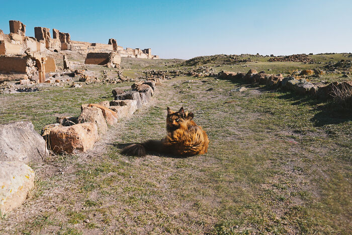 I Have Traveled To 33 Countries Together With My Maine Coon Cat, See The Highlights Of Our Journey To Turkey And Georgia I Have Traveled To 33 Countries Together With My Maine Coon Cat, See The Highlights Of Our Journey To Turkey And Georgia