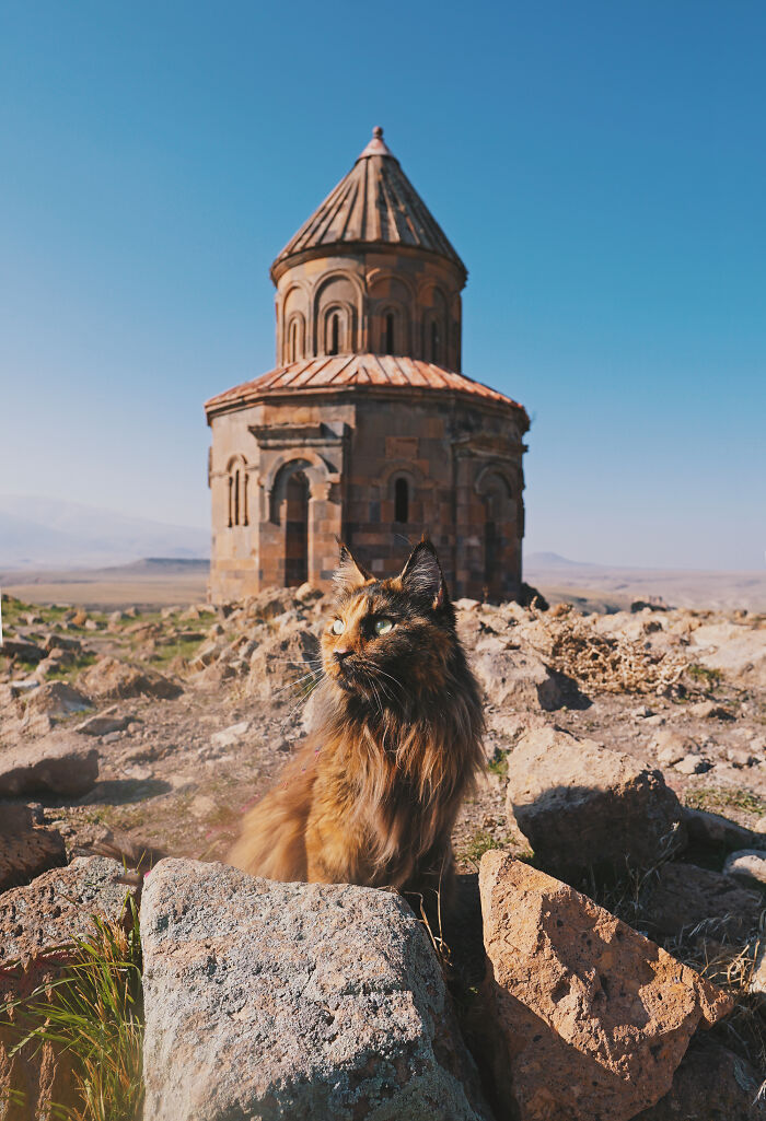 I Have Traveled To 33 Countries Together With My Maine Coon Cat, See The Highlights Of Our Journey To Turkey And Georgia I Have Traveled To 33 Countries Together With My Maine Coon Cat, See The Highlights Of Our Journey To Turkey And Georgia