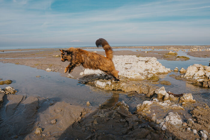 I Have Traveled To 33 Countries Together With My Maine Coon Cat, See The Highlights Of Our Journey To Turkey And Georgia I Have Traveled To 33 Countries Together With My Maine Coon Cat, See The Highlights Of Our Journey To Turkey And Georgia