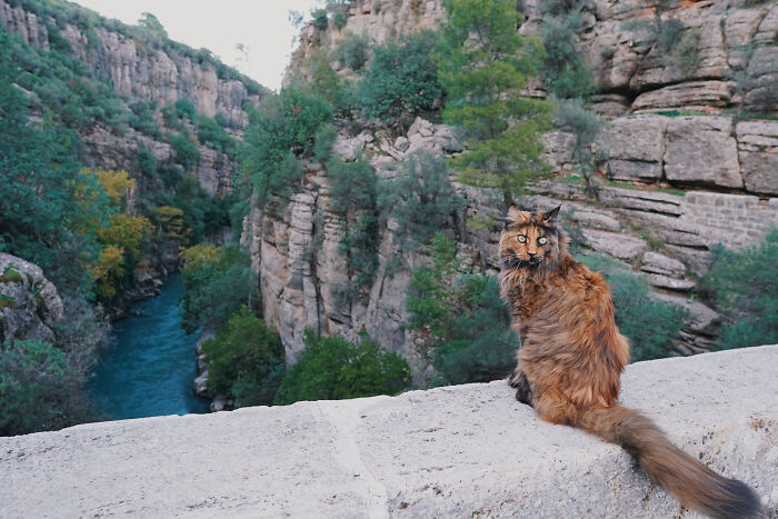 I Have Traveled To 33 Countries Together With My Maine Coon Cat, See The Highlights Of Our Journey To Turkey And Georgia I Have Traveled To 33 Countries Together With My Maine Coon Cat, See The Highlights Of Our Journey To Turkey And Georgia