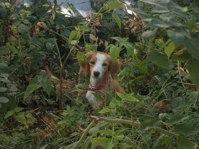 Sunny In The Flowers