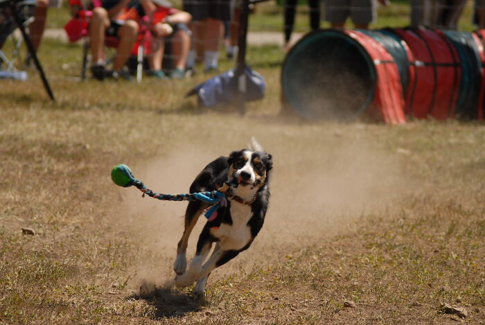 Pup Enjoying His Toy After A Fast Agility Round