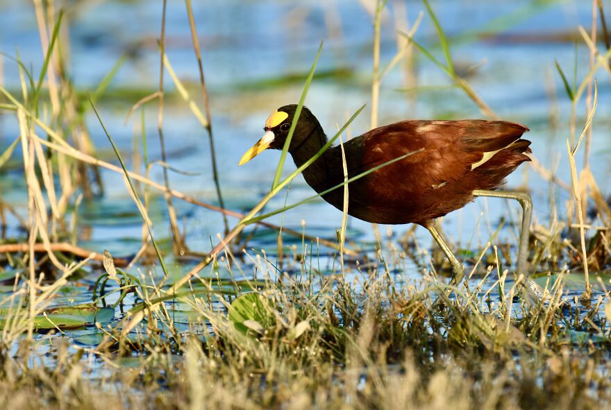 Northern Jacana (Jacana Spinosa), Crooked Tree, ©aurore Shirley