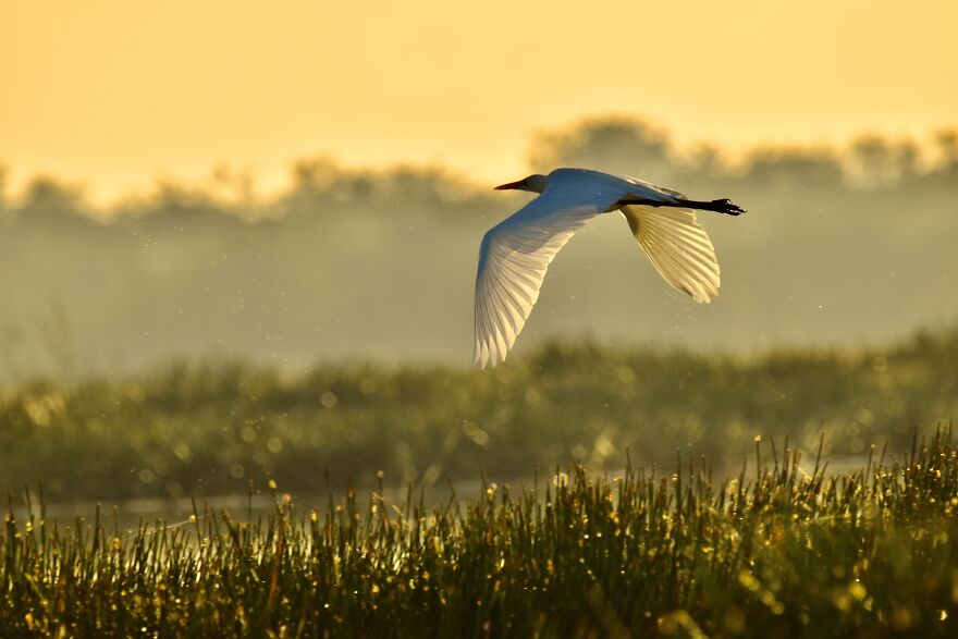 Great Egret (Ardea Alba), Crooked Tree, ©aurore Shirley