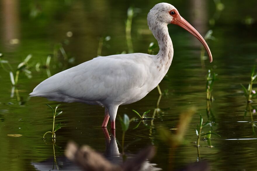 American White Ibis (Eudocimus Albus), Ambergris Caye, ©aurore Shirley