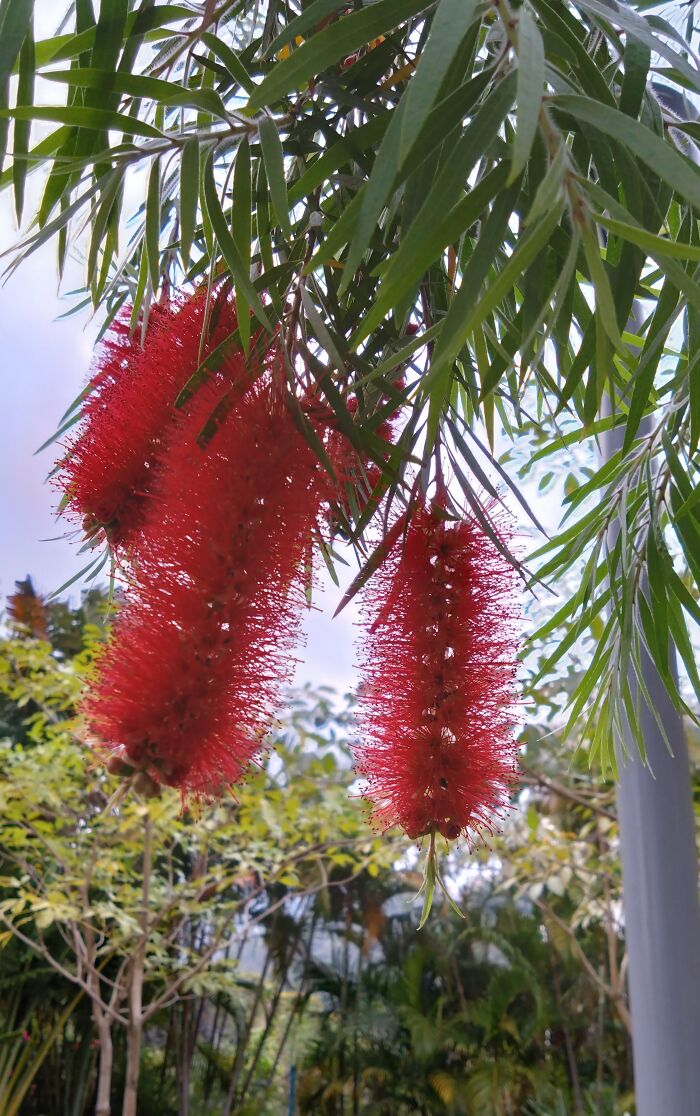 Bottlebrush Blooming