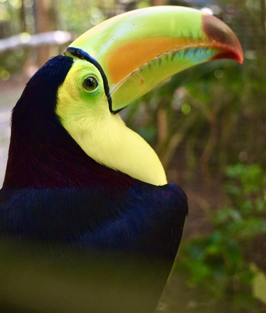 Keel-Billed Toucan (Ramphastos Sulfuratus), ©aurore Shirley