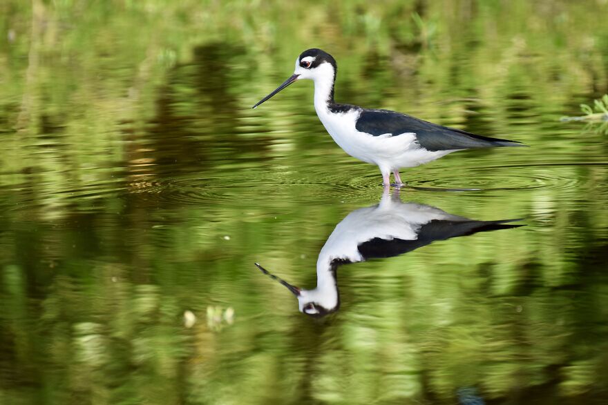 Black-Necked Stilt (Himantopus Mexicanus), Ambergris Caye, ©aurore Shirley