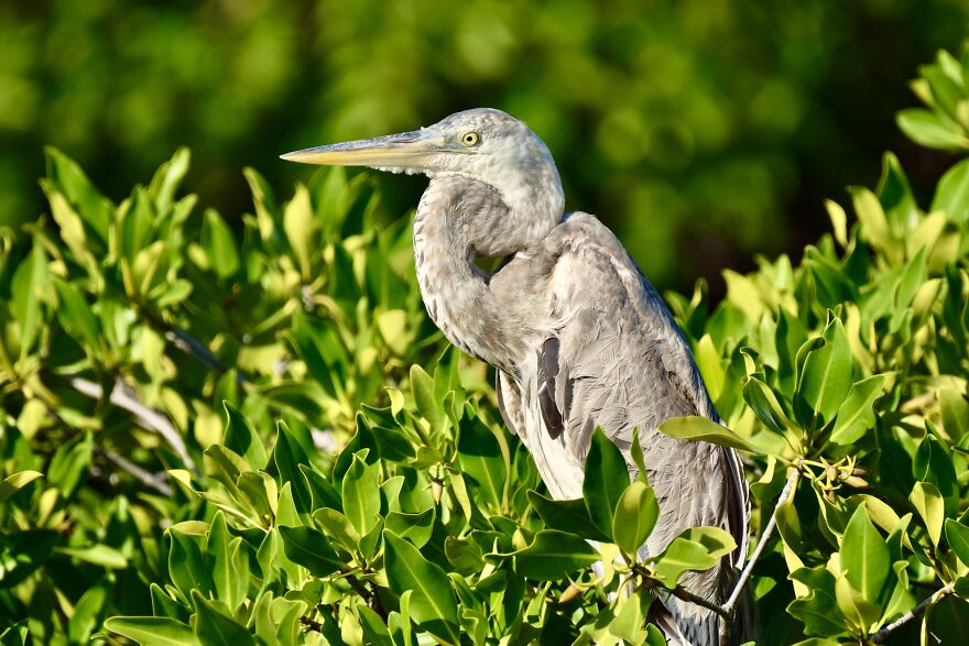 Juvenile Great Blue Heron (Ardea Herodias), Ambergris Caye, ©aurore Shirley