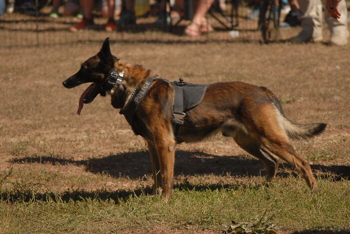 Police Dog
