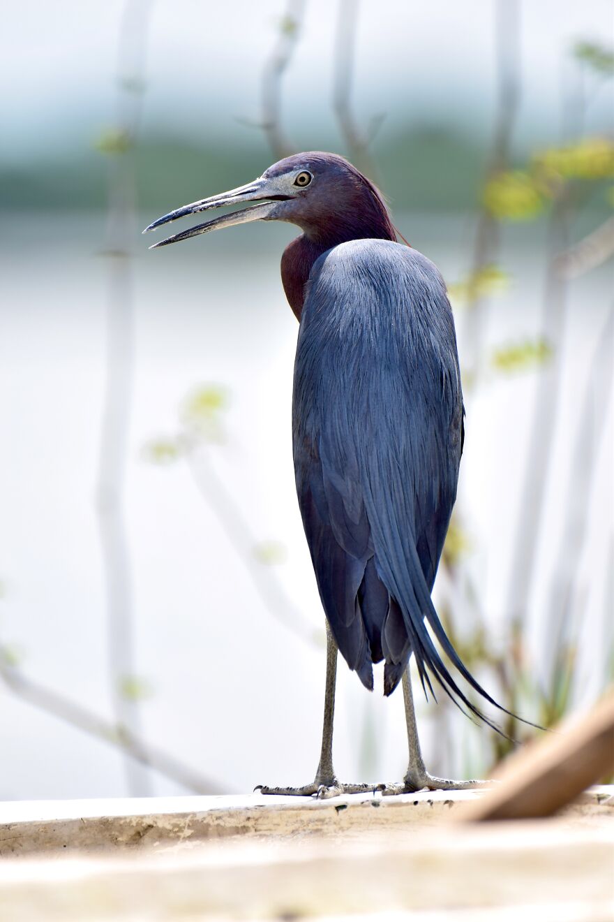 Little Blue Heron (Egretta Caerulea), Crooked Tree, ©aurore Shirley