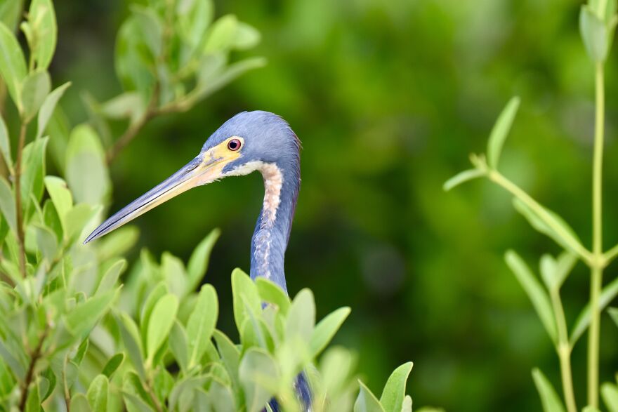 Tricolored Heron (Egretta Tricolor), Ambergris Caye, ©aurore Shirley