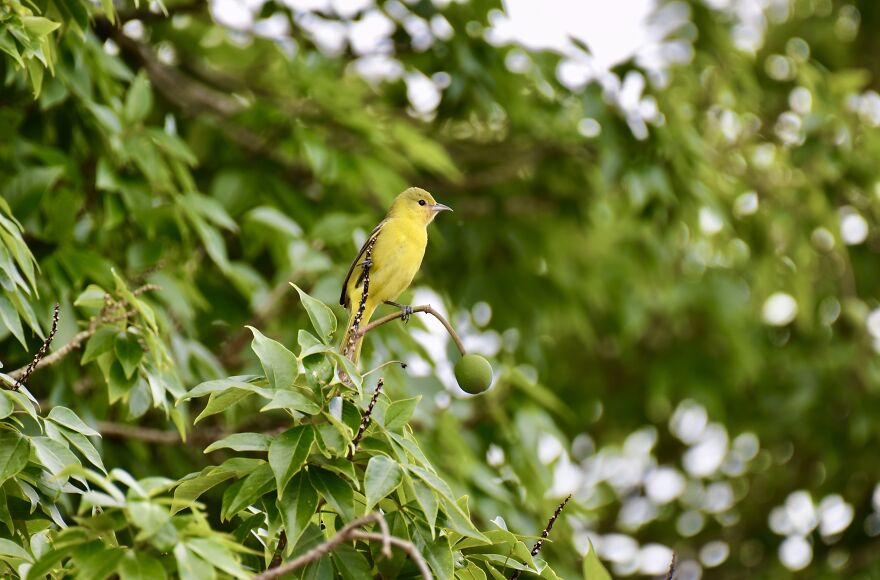 Orchard Oriole (Icterus Spurius), Crooked Tree, ©aurore Shirley