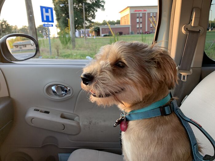 Baby Boo. Adoption Day V 1 Year Later History Of Bait Dog And Street Life Being Overcome