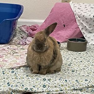 allisonleel26 avatar