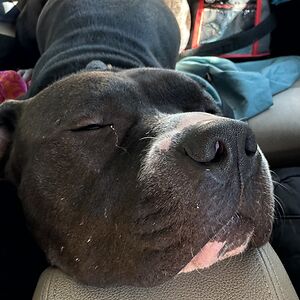 avahtheartist avatar