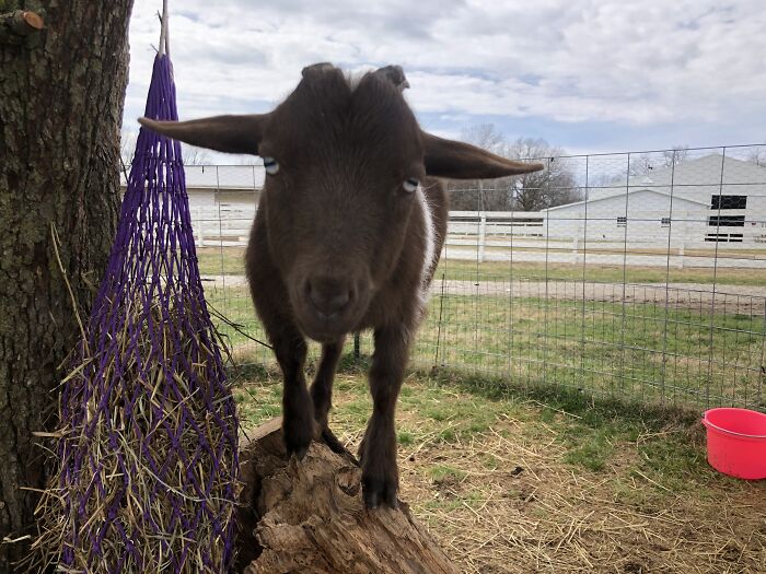 Dobby: But Nobody’s Home