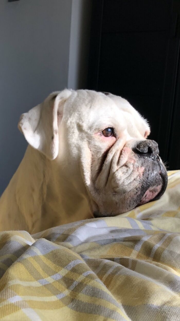 Max Enjoying Morning Sunshine