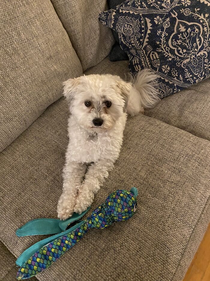 Here Are Some Photos Of My Pets To Hopefully Brighten Your Day (20 Pics)