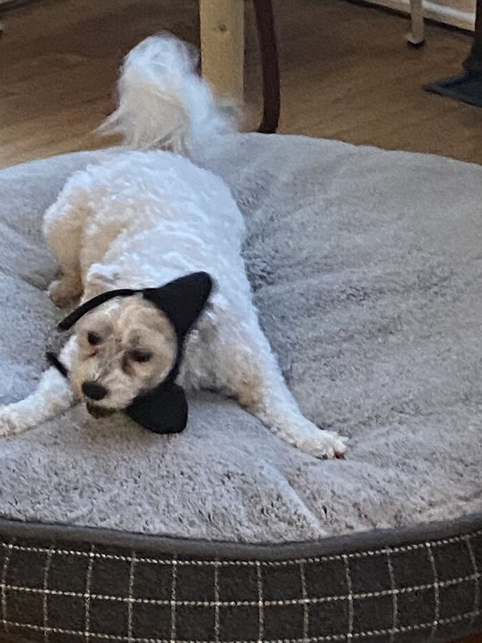 Here Are Some Photos Of My Pets To Hopefully Brighten Your Day (20 Pics)