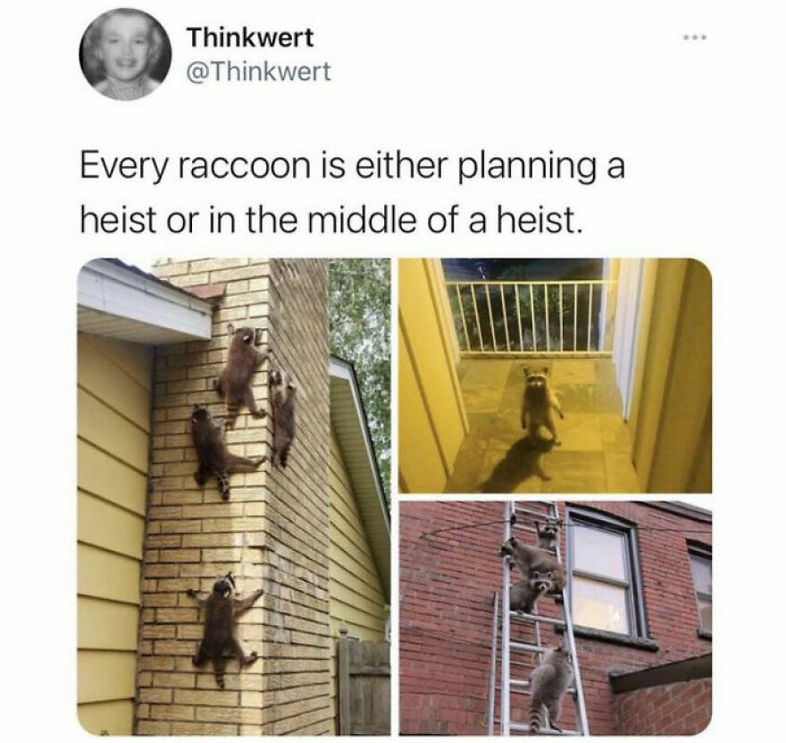 Found 10 Of The Most Funny Cat And Dog Memes On Google