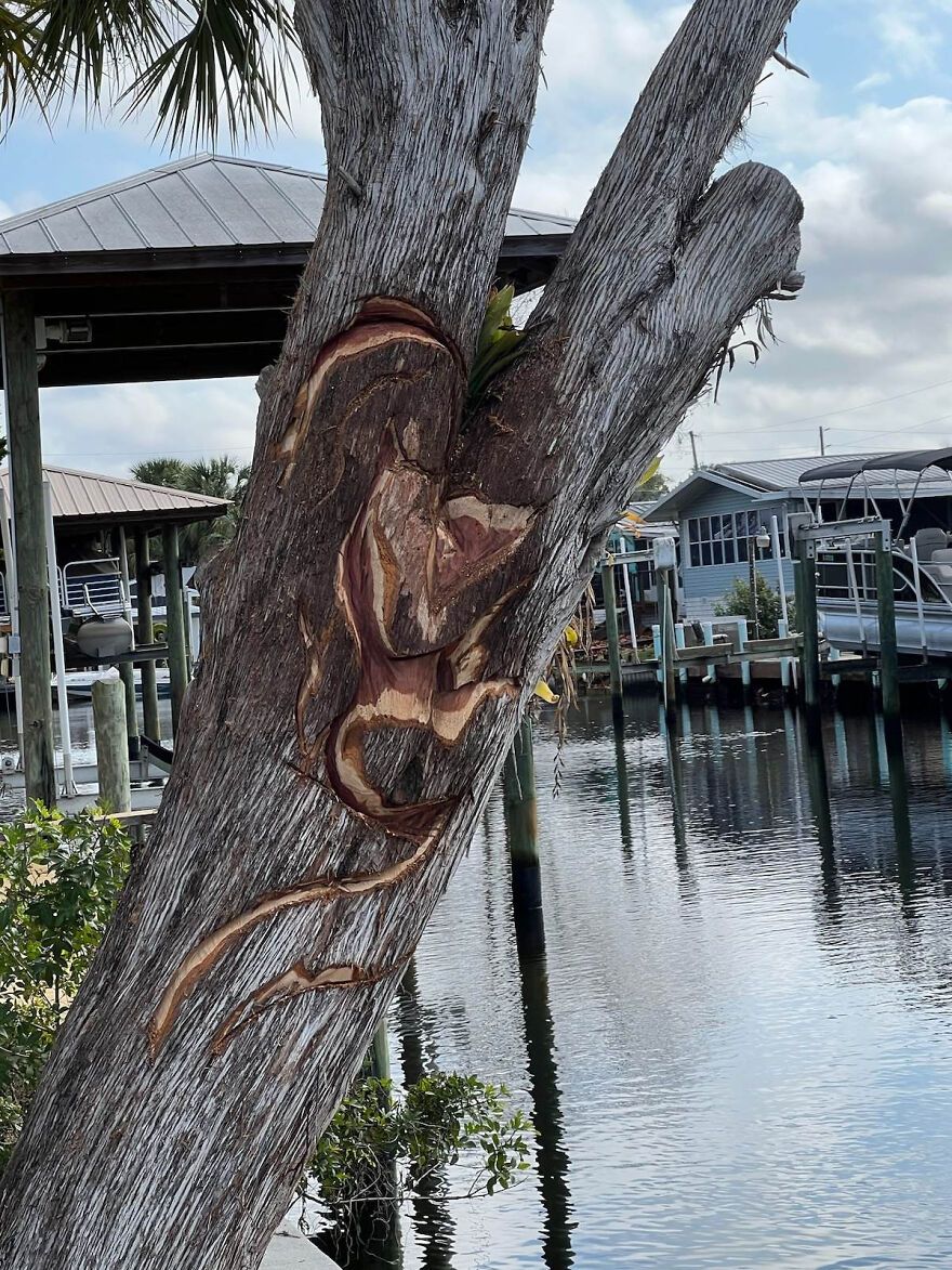 From Cedar Tree To Mermaid