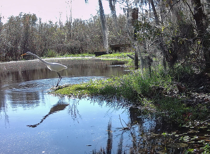 Great White Egret Catching A Fish (Trail Camera Shot) Sc