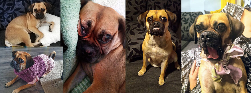 I Couldn't Decide So Here's Two Good And 3bad. This Is Laka And She Is 4 Years Old In Most Of These Pictures