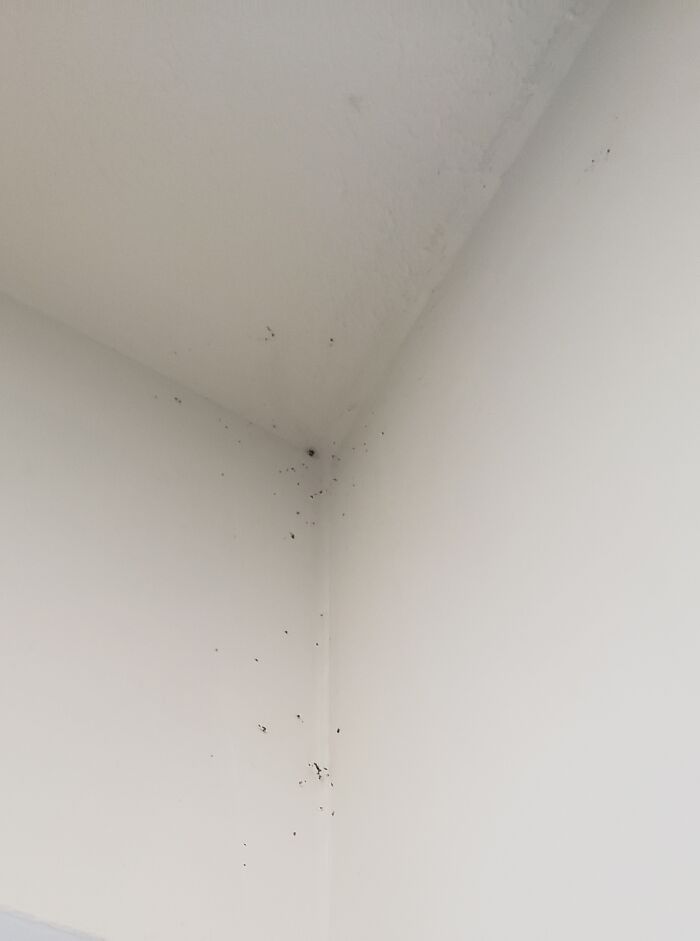 I'm An Arachnophobic