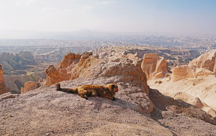 I Have Traveled To 33 Countries Together With My Maine Coon Cat, See The Highlights Of Our Journey To Turkey And Georgia I Have Traveled To 33 Countries Together With My Maine Coon Cat, See The Highlights Of Our Journey To Turkey And Georgia